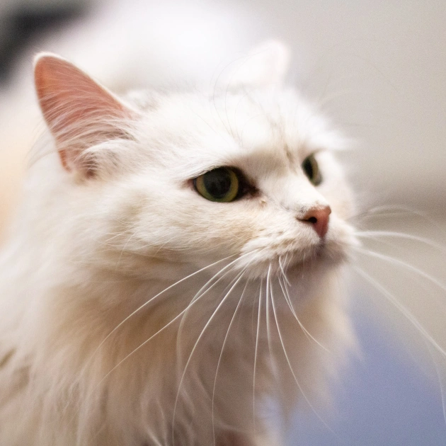 Core Vaccinations for Cats Charlotte