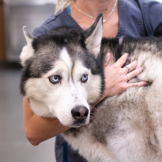 Core Vaccinations for Dogs Charlotte
