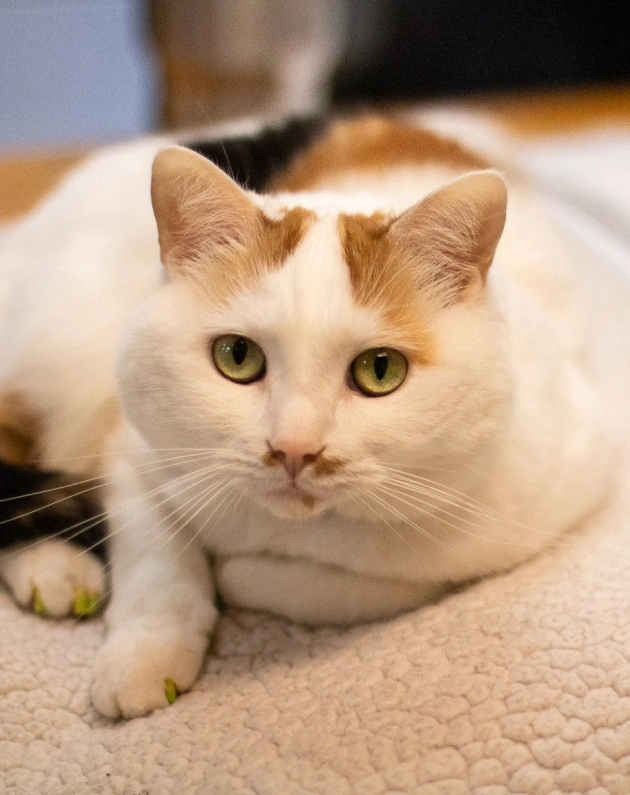 Symptoms of FIV in Cats