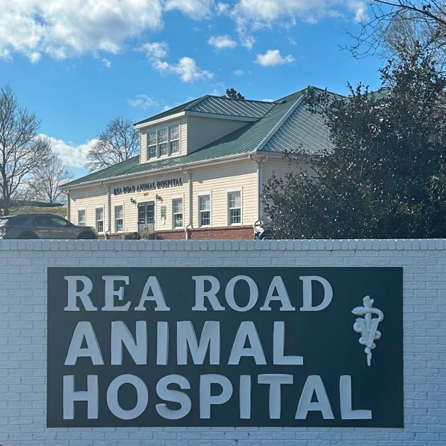 The Journey of Rea Road Animal Hospital - Trusted Veterinary Clinic in Charlotte NC