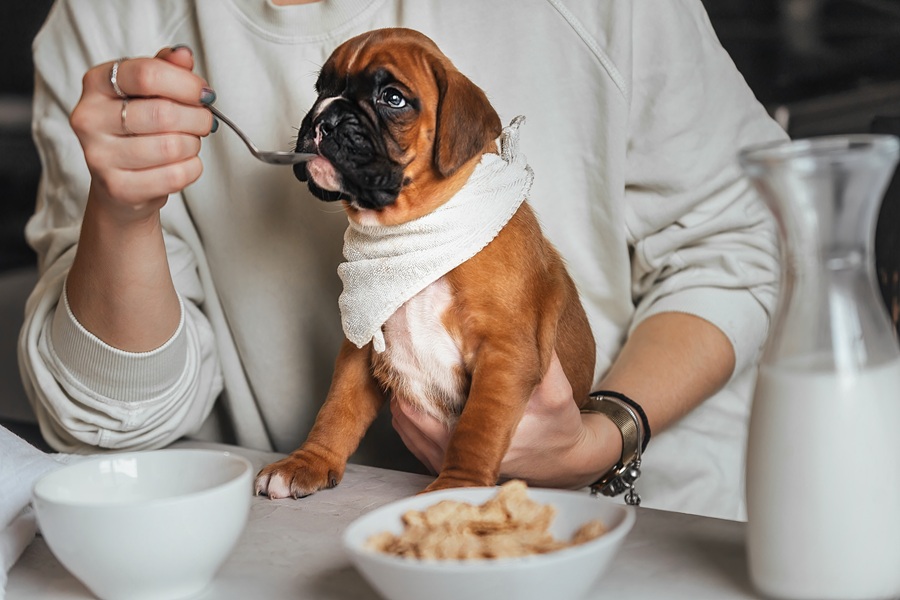 Tips for Picking Out a Good Boxer Puppy: Expert Secrets Revealed