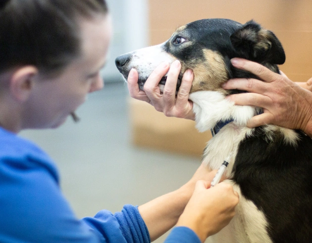 Dog Allergy Testing Charlotte