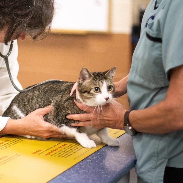Diagnostic Care for your cat Charlotte