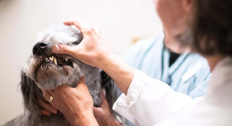 Dog Dental Services at Rea Road Animal Hospital Charlotte NC