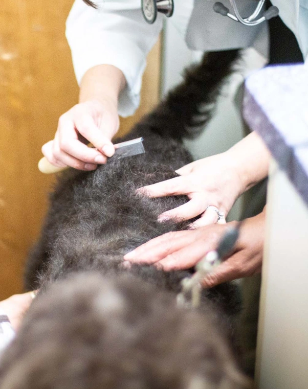 Parasite Control in Pets Charlotte