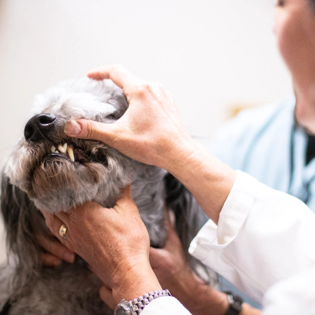Dog Dental Care Charlotte
