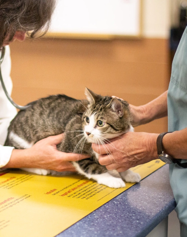 Signs of Dental Disease in Cats