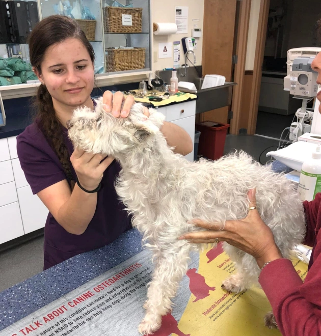 How Arthritis Affects Senior Dogs and Cats - Rea Road Animal Hospital Charlotte NC