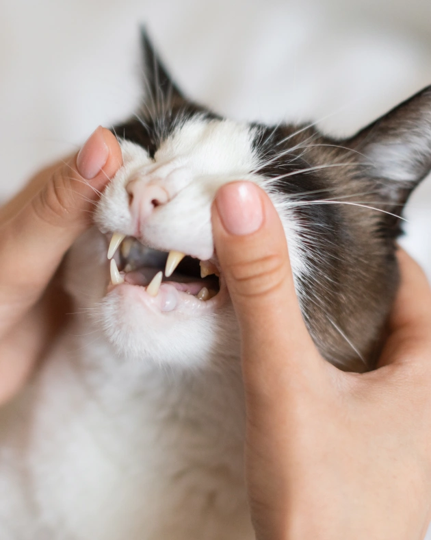 Cat Dentistry