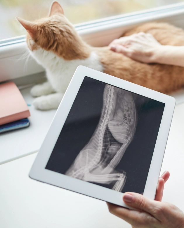 Cat Diagnostic Care