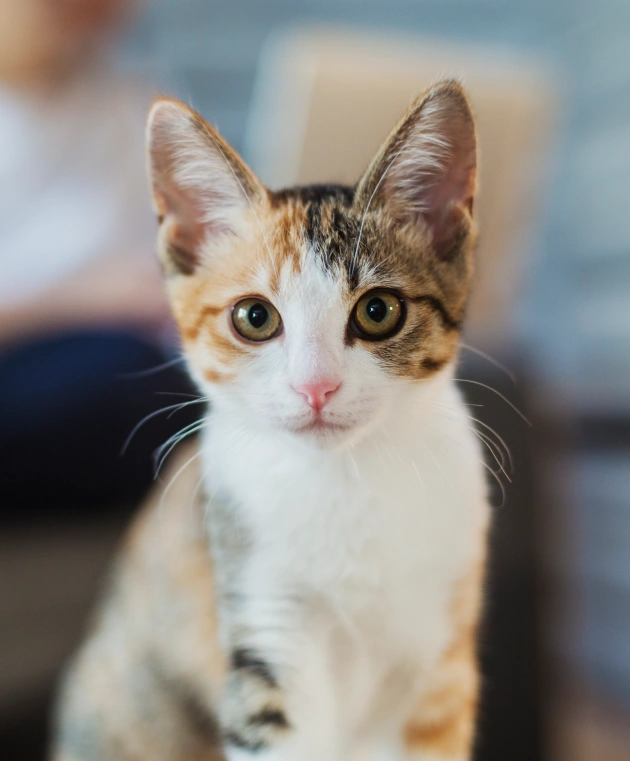 Personalized Treatment Plans for Every Cat