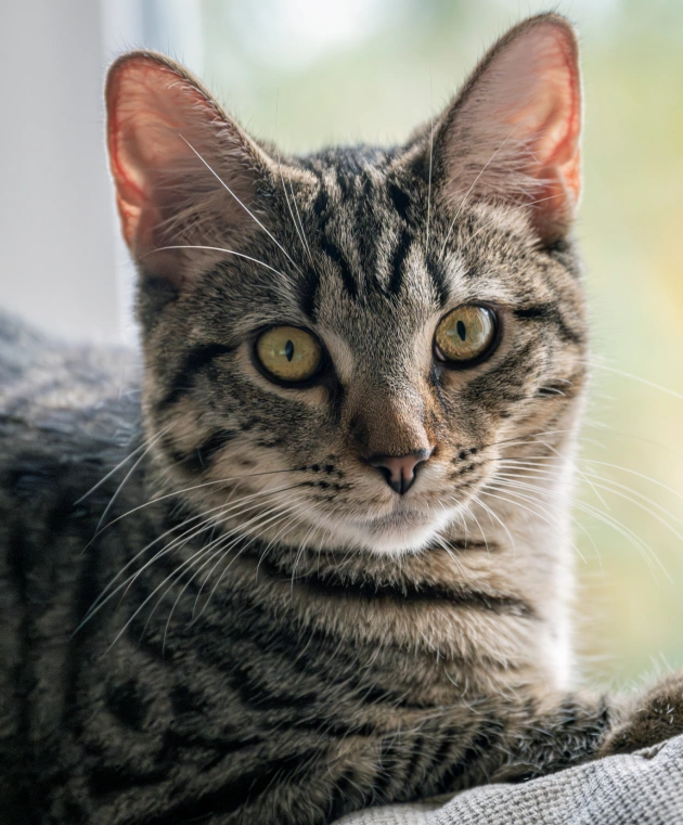 Heartworm Prevention That Protects From Hidden Threats