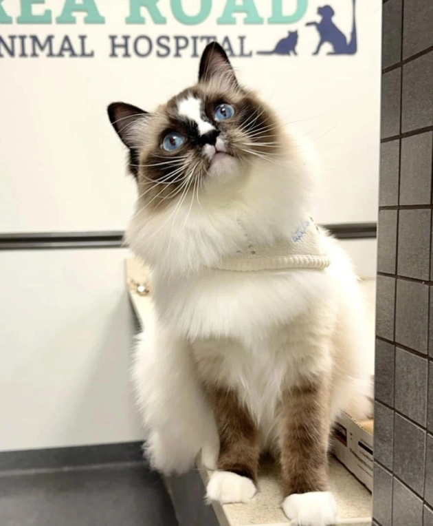 Cat Preventative Care