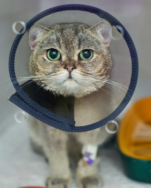 Cat Surgical Services