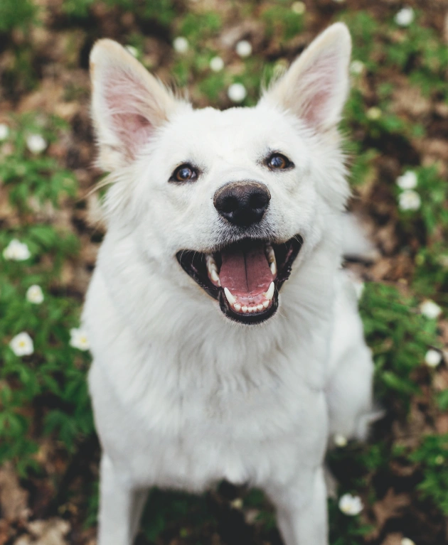 Dog Dentistry