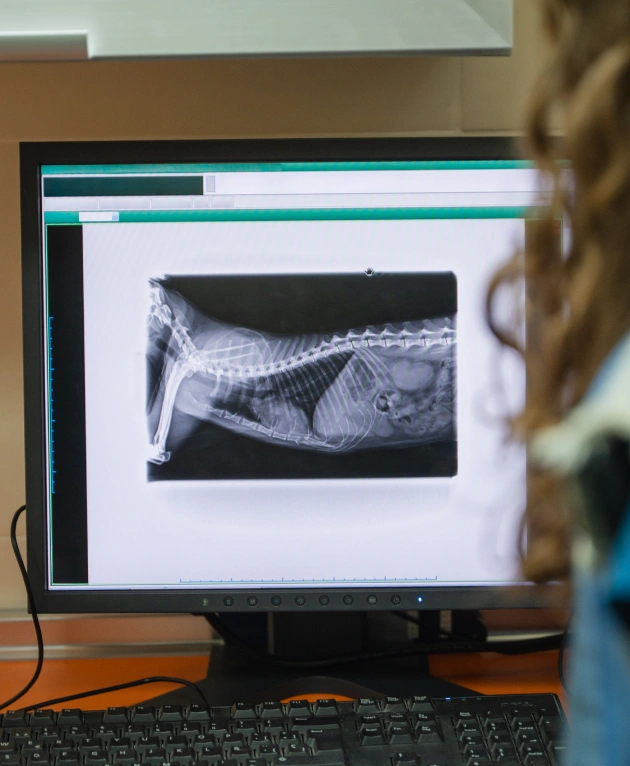 Dog Diagnostic Care