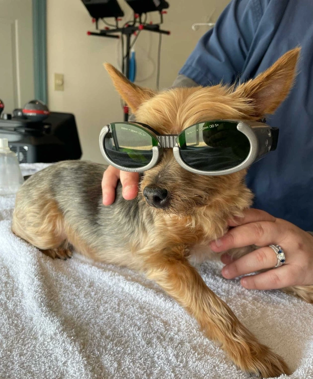 Benefits of Choosing Laser Treatment for Your Canine