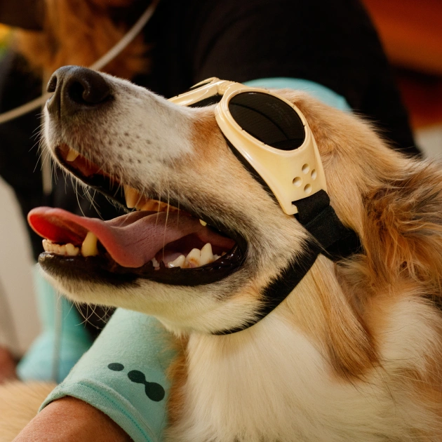 Dog Laser Therapy