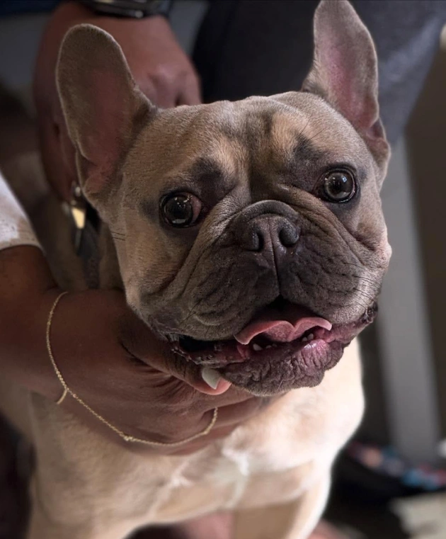 Heartworm Prevention and Care