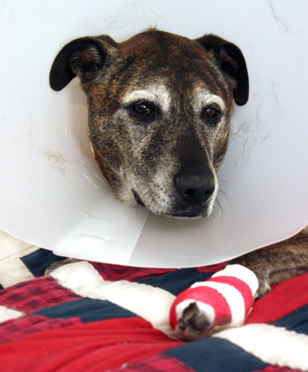 ACL Surgery for Dogs with Joint Injuries