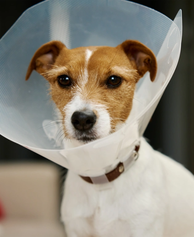 Dog Surgical Services