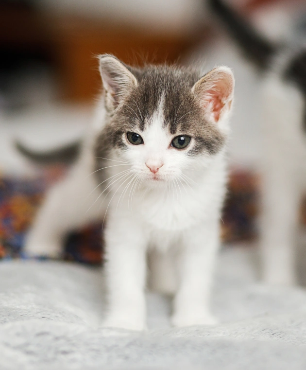 Spay and Neuter Services for Better Health and Behavior
