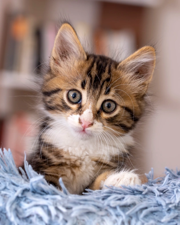 Kitten Care