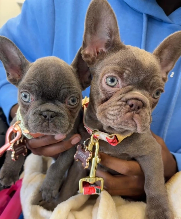 Benefits of Choosing Laser Treatment for Your Canine