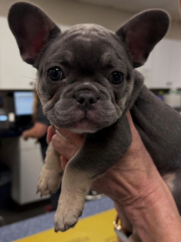 Puppy Care