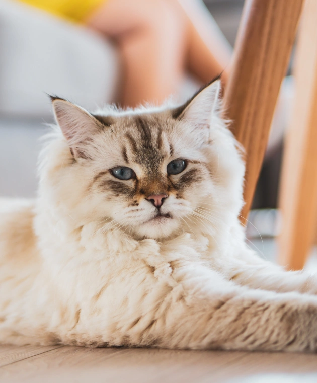 Arthritis Management for Senior Dogs