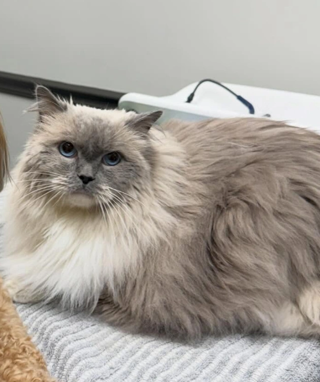 Senior Cat Care