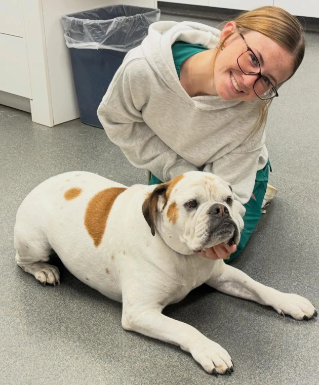 Arthritis Management for Senior Dogs