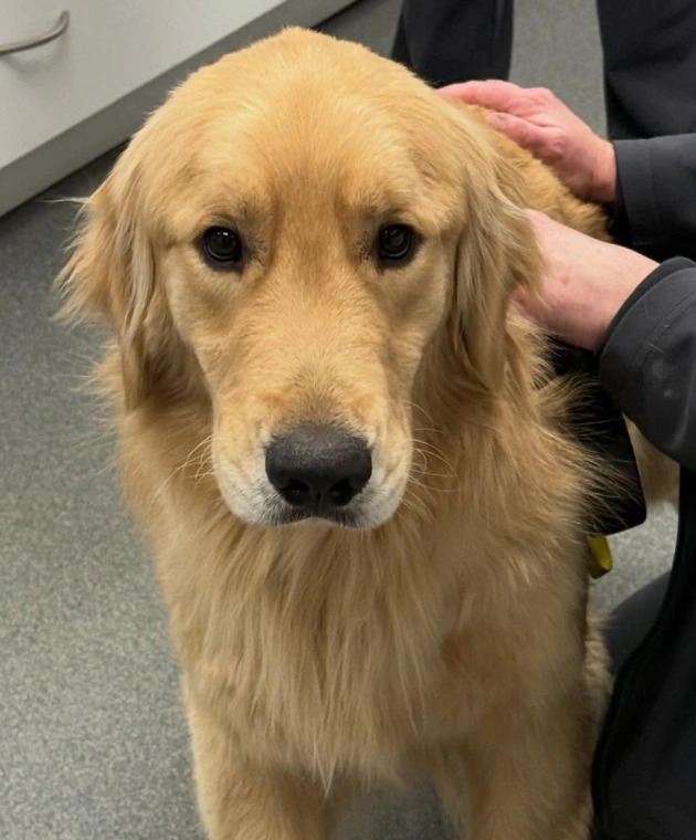Senior Dog Care