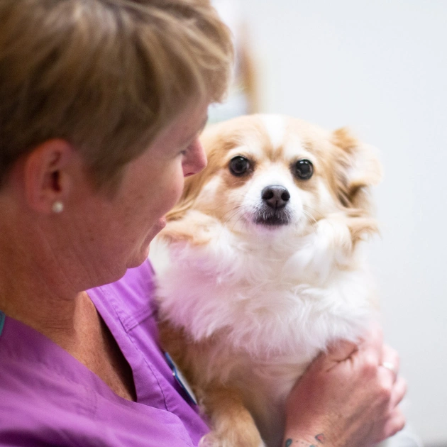Laser Therapy for Pet Pain Relief and Healing at Rea Road Animal Hospital Charlotte NC