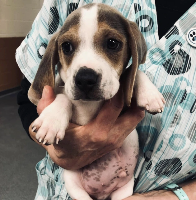 Puppy and Kitten Care Services at Rea Road Animal Hospital Charlotte NC
