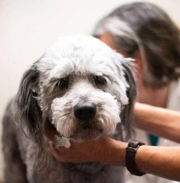 Senior Pet Care Services at Rea Road Animal Hospital Charlotte NC