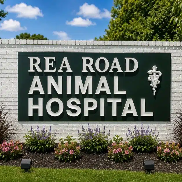 The Journey of Rea Road Animal Hospital - Trusted Veterinary Clinic in Charlotte NC