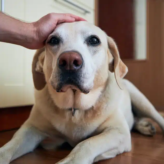 A person's hand gently resting on the head of a yellow Labrador retriever lying on a wooden floor, with the dog looking calmly toward the camera.