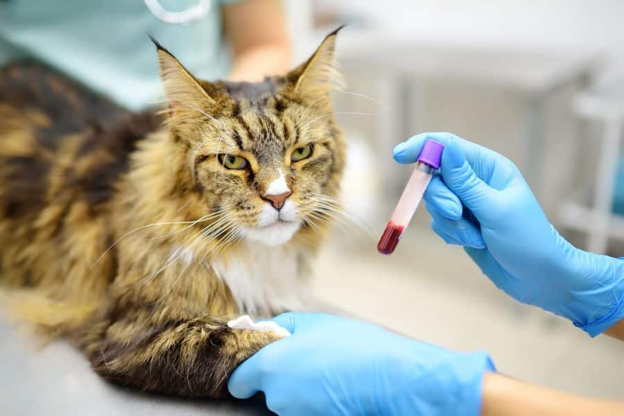 bloodwork-x-rays-ultrasound-for-cats-charlotte